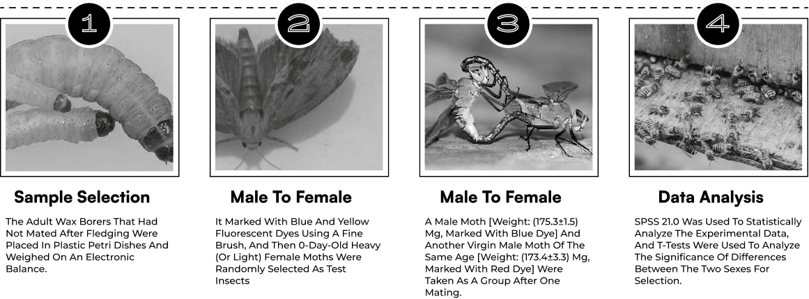 Experimental procedure diagram