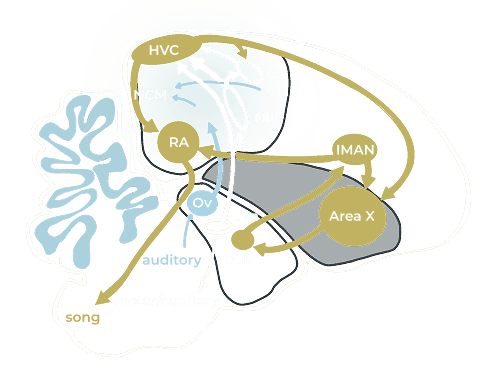 Auditory conduction diagram 1