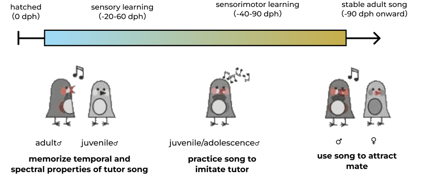 Song circuit study
