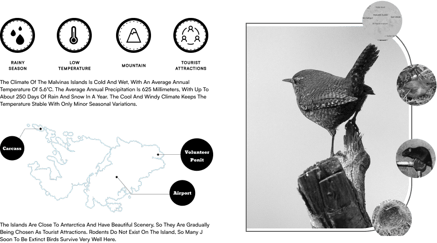 Troglodytes cobbi