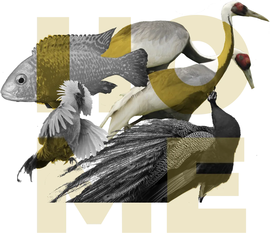 Collage of a fish, two red-crowned cranes, a rooster and a peacock in grayscale, laid over the yellow letters HOME