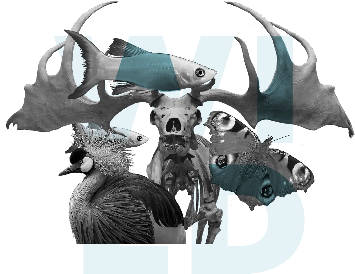 Collage of giant elk antlers, a skeleton, a crowned crane, fish and a peacock butterfly over the pale blue letters WILD